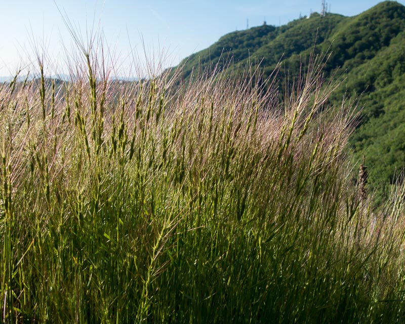 Aegilops triuncialis  (=Triticum triunciale) / Cerere allungata